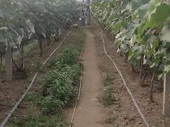 -马陆小张葡萄园农家乐