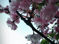 -西安青龙寺遗址景区