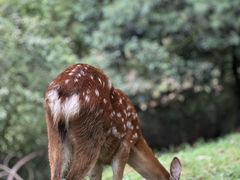 -云南野生动物园