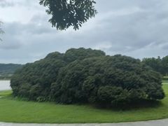 -风云岭森林公园