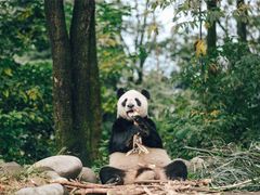 -中国大熊猫保护研究中心雅安碧峰峡基地