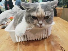 -藦茜花园宠物主题亲子互动体验馆(国顺东路店)