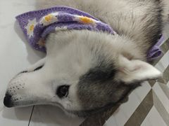 -星多哈·狗咖·拼豆·咖啡