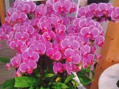 -荷兰花海