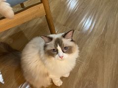 -滚猫咖啡·猫咖·猫友好撸猫(未来城店)