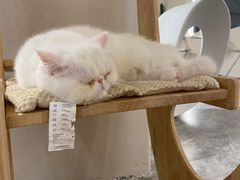 -More Fun猫咖 二十只万元加菲主题