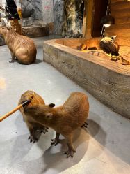 -Zoolung Zoolung动物主题公园(海信广场店)