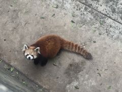 -昆明动物园