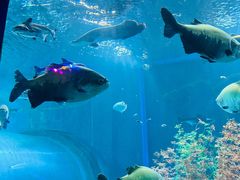 -皇家海洋乐园