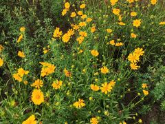 -树夏(建设路店)