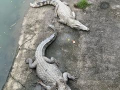 -广州长隆飞鸟乐园