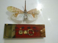 -上海昆虫博物馆