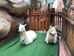 -杭州开元森泊度假乐园