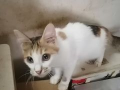 -宠物星动物医院·眼科·异宠·猫科(江南大道总院)