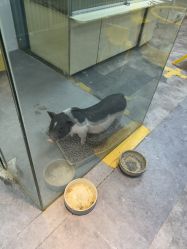 点击看大图 -神奇动物撸宠馆·羊驼·小浣熊·异宠(豫园店)