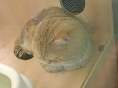 -藏猫猫咖啡主题馆(中央大道店)