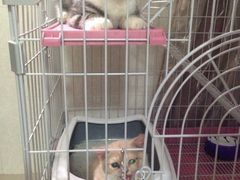 iphone_upload_pic-Bastet sally猫舍购宠(静安店)