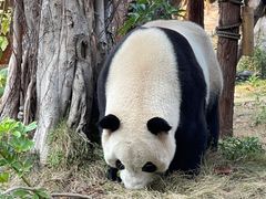 -灵玲国际马戏城