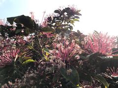 -中澳友谊花园