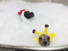 -Oh My Dog宠物沙龙(伊珊娜皮毛护理店)