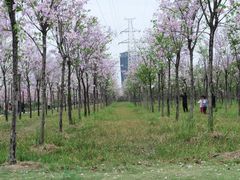 -广东花都湖国家湿地公园