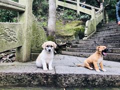 -普陀山慧济禅寺