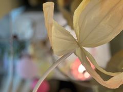 -晶雅花园西餐厅(南京首店)