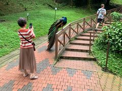 -吉隆坡雀鸟公园