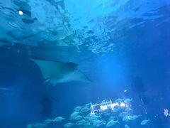 -烟台海昌鲸鲨海洋公园