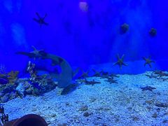 -太平洋海底世界