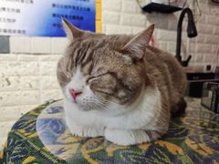 -平行世界·猫咖(首经贸店)