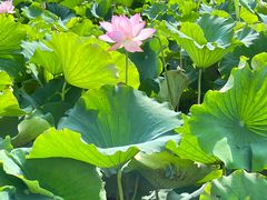 -梁鸿国家湿地公园