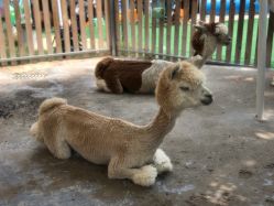 -萌宠亲子动物乐园(槐房万达店)