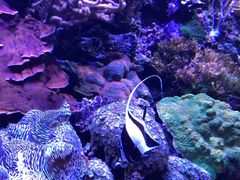 -西雅图水族馆