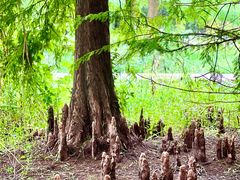 -溱湖国家湿地公园