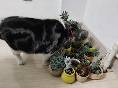 -沈阳北市场花鱼古玩城