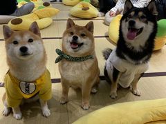 -逗柴咖啡屋·狗咖猫咖宠物桌游