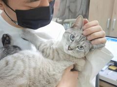 -瑞派·爱瑞可动物医院·口腔专科(广华新城分院)