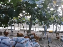 -马陆小张葡萄园农家乐