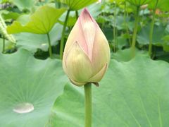 -洪湖家庭农场·团建·露营·会议