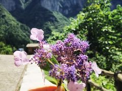 -鹿院坪生态旅游景区