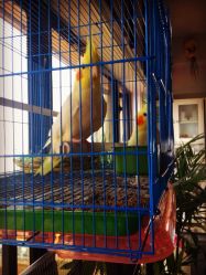 iphone_upload_pic-腾龙刺青纹身TATTOO