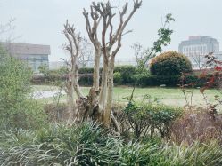 -曼格纳婚礼艺术中心(张江店)