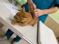 -瑞鹏宠物医院犬猫全科(真大分院)