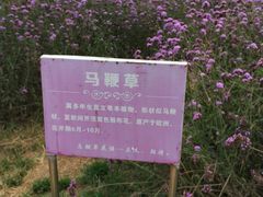 -北京东方普罗旺斯薰衣草庄园