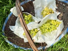 -马陆小张葡萄园农家乐