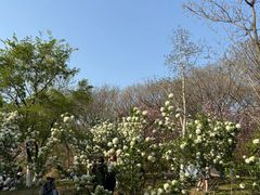 -羊山湖公园