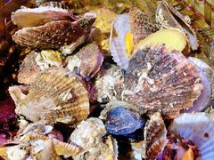 -蚝堡海鲜·威海菜·海肠捞饭·烧烤·亚洲吃蚝公司(幸福门店)