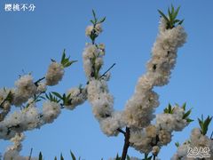 -南汇桃花村