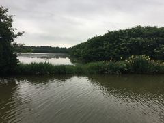 -大湾区中央湿地公园